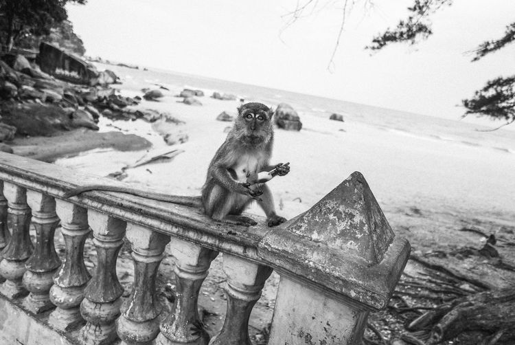 Monkey sitting on shore against sky