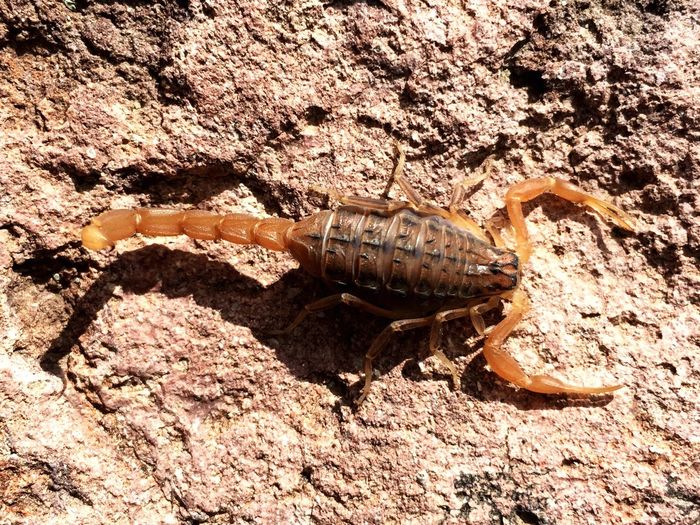 High angle view of scorpion on rock