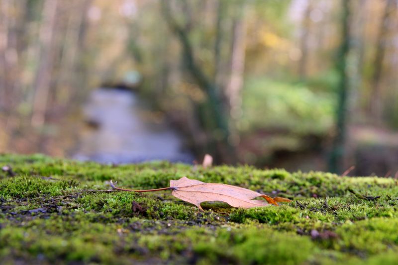 Close-up of autumn leaves on moss