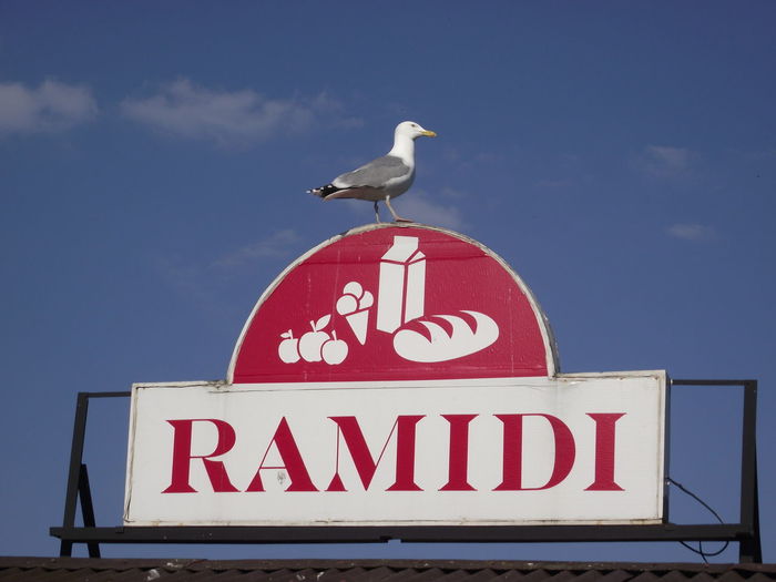 Low angle view of seagull perching on a sign
