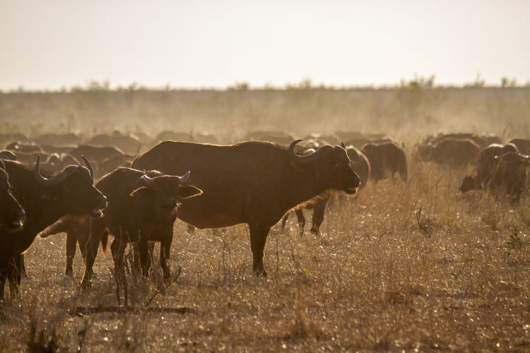 African buffaloes on landscape