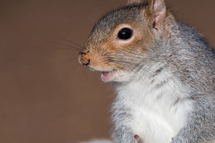 Close up head shot of a grey squirrel with copy space