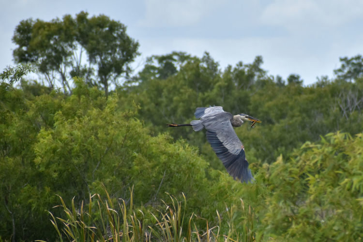 Great blue heron flying with swamp eel in beak
