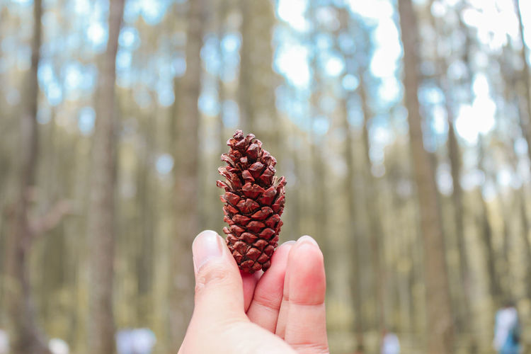 Close-up of hand holding pine cone