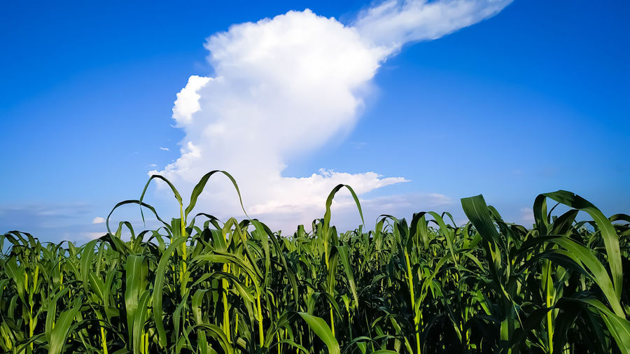 Millet plants field under blue sky with white clouds