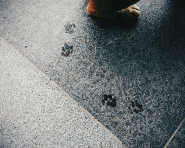 Close-up of animal paw