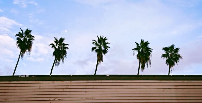 Row of palm trees against sky