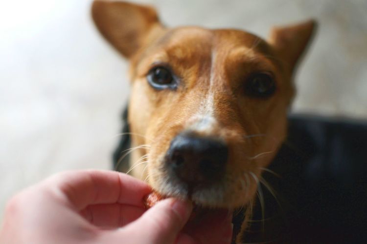 Close-up of hand feeding dog