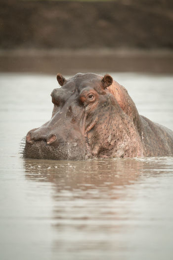 Close-up of hippo lifting head in waterhole