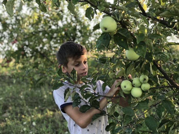 Boy the first apples in his garden 