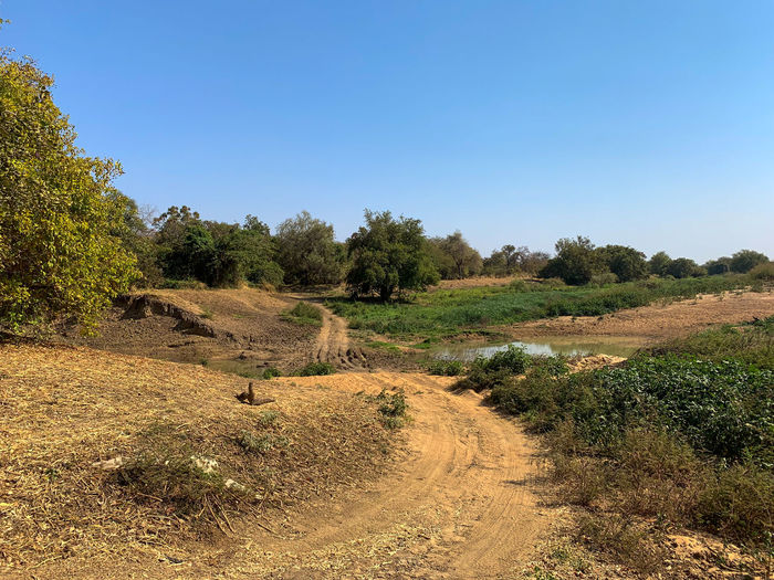 Scenic view of field against clear sky