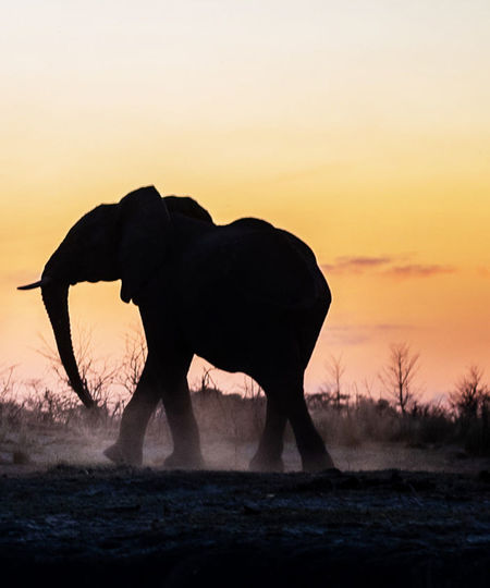 Silhouette of elephant on field during sunset