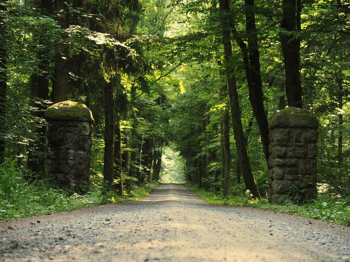 Footpath amidst trees in forest
