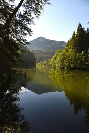 Forested mountains, fog, reflection on the water. lacul rosu, harghita county, carpathians, romania