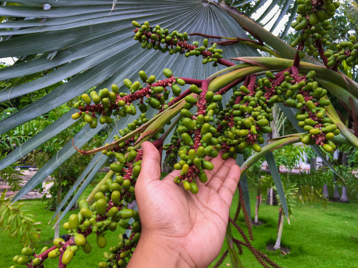 Cropped image of hand holding fruits on tree