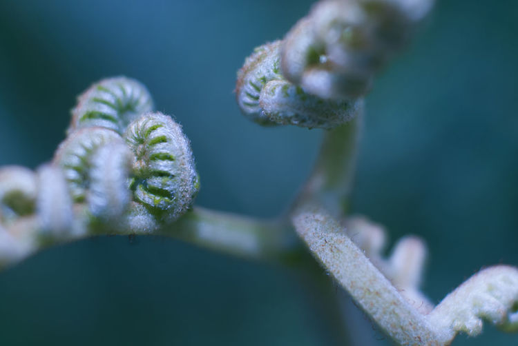 Close-up of frosted plant