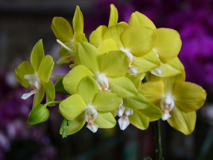 Close-up of yellow flowers blooming outdoors