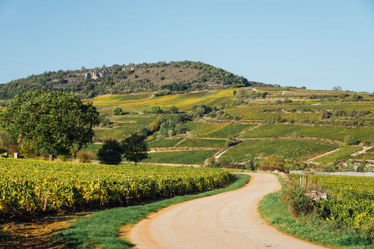  scenic view of vineyards in against clear sky. a road in the vineyards. 