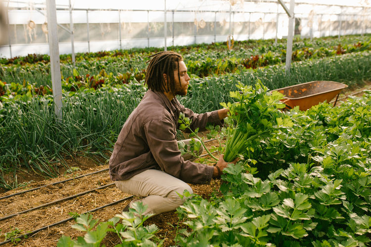 Man working in greenhouse