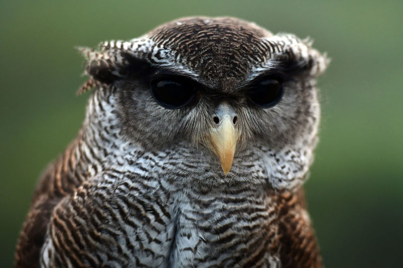 Close-up portrait of a owl