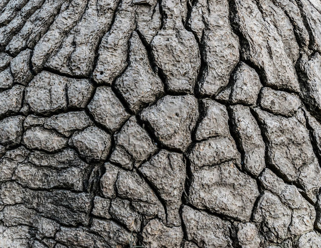 Full frame shot of cracked tree stump
