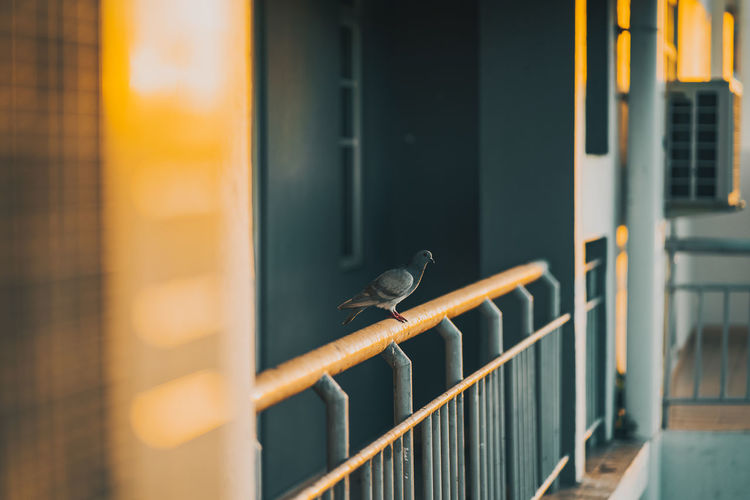 Pigeon resting at the balcony during sunrise an apartment.