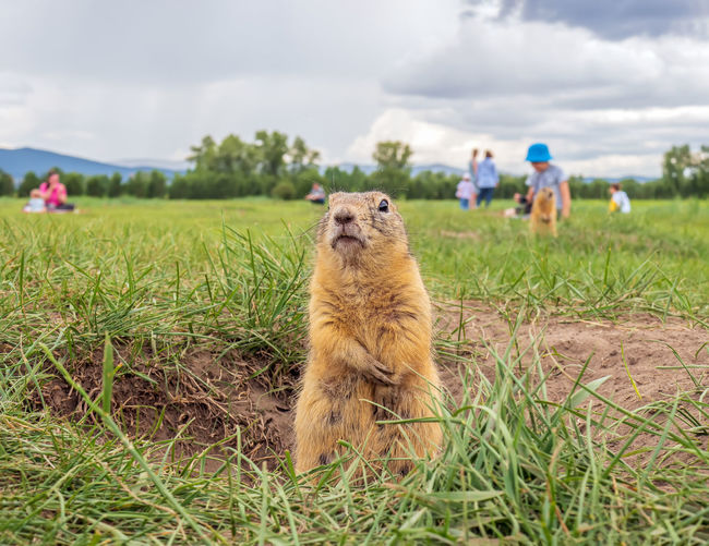 Close-up of squirrel on field