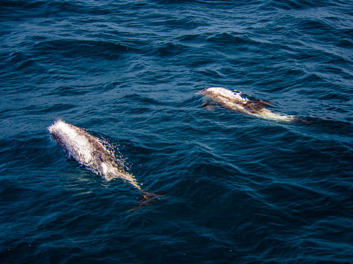 High angle view of humpback whales in sea