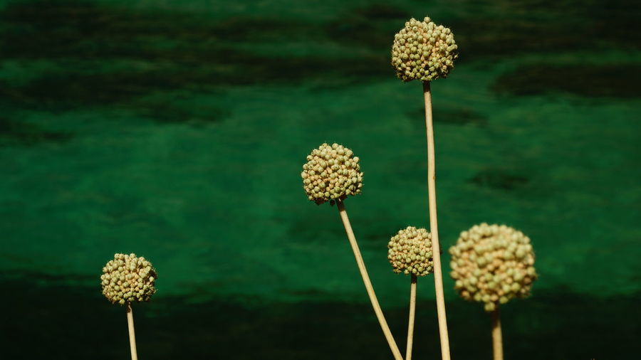 Close-up of flowers growing against sea