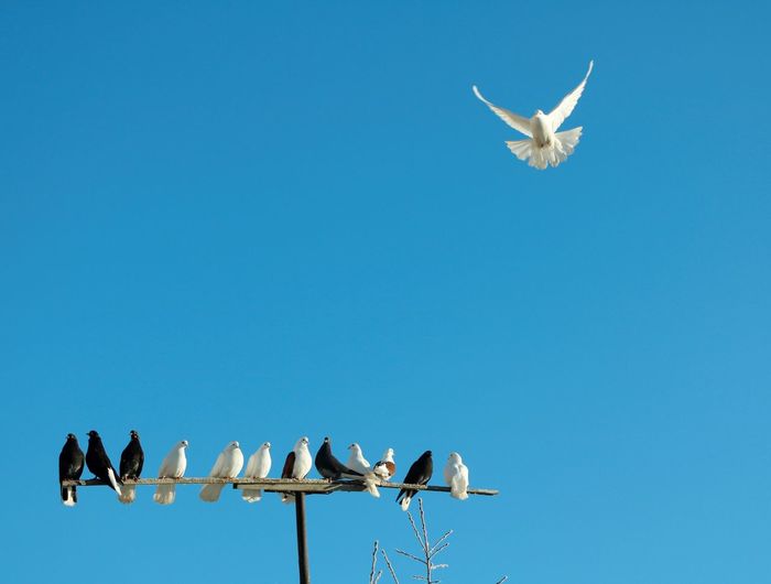 Low angle view of doves flying against clear blue sky