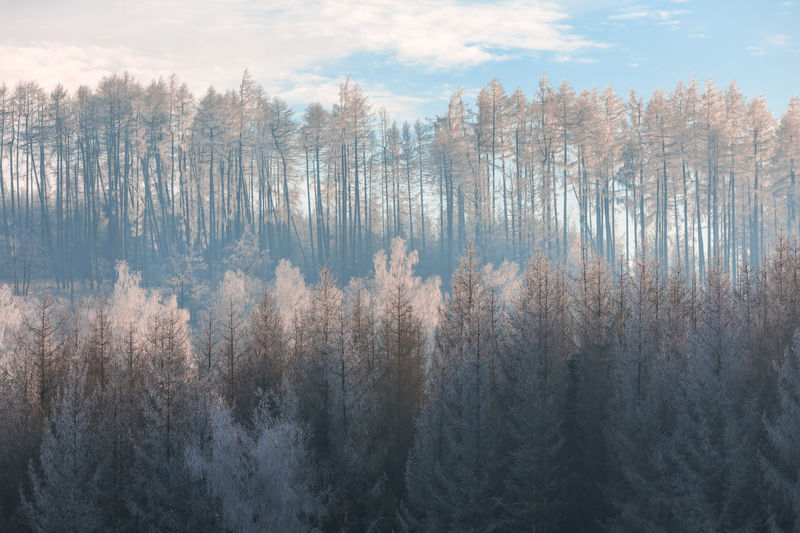 Pine trees in forest during sunset