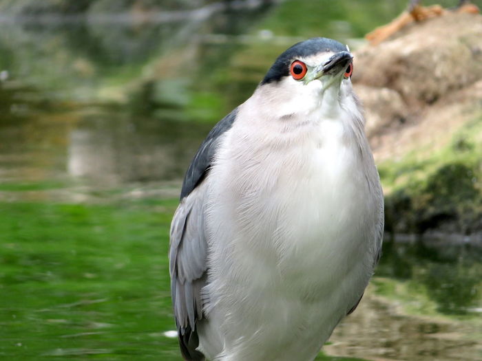 Close-up of a bird looking away heron