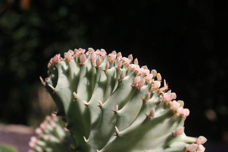 Close up green euphorbia lactea cristata cactus plant