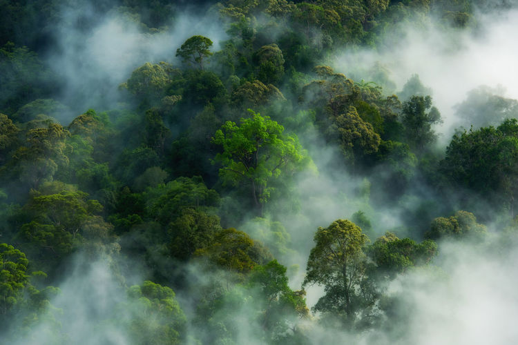 The green forest with the mist on thailand
