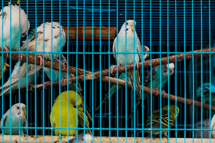Close-up of bird in cage