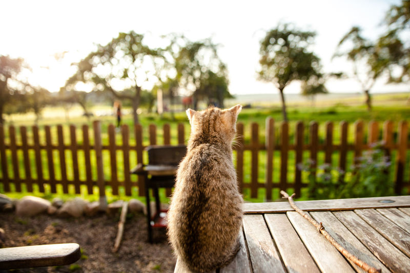 View of a cat on field against trees
