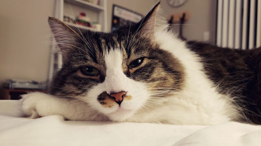 Close-up portrait of a cat