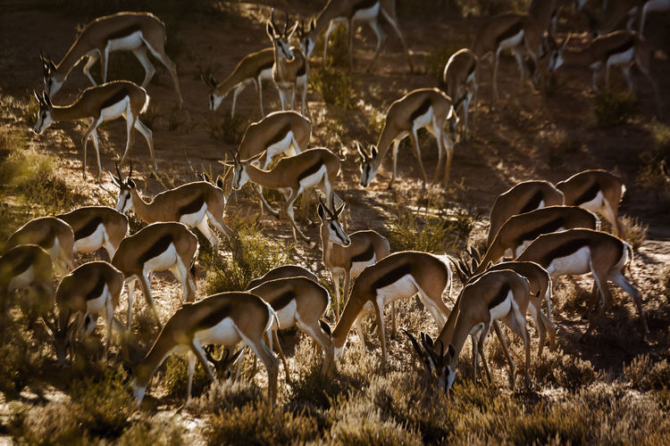 Herd of springbok grazing in backlit in kgalagari transfrontier park, south africa