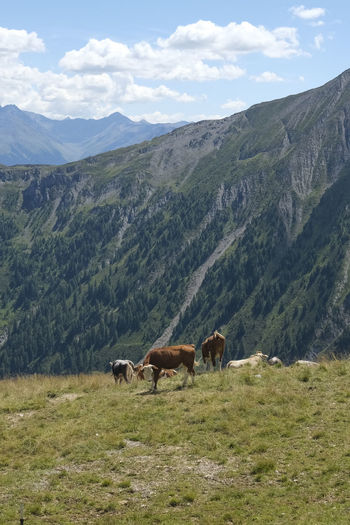 Horses grazing on field against mountain