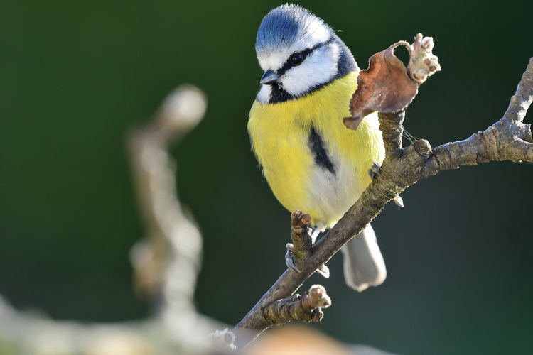 Portrait of a bluetit perched on a branch 