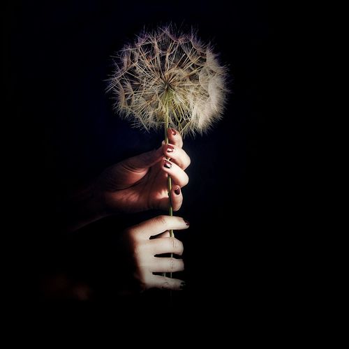 Close-up of hand holding dandelion against black background