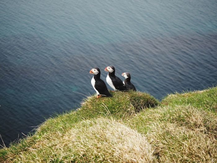 High angle view of puffins against sea