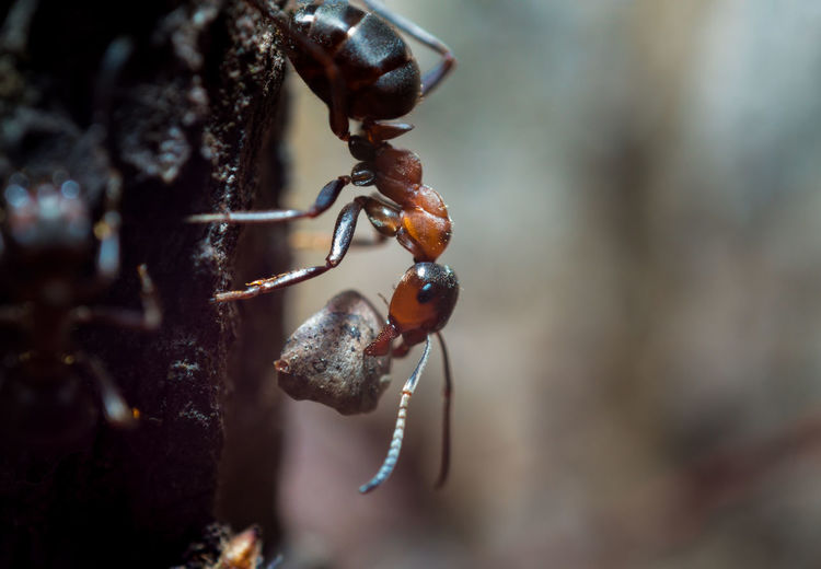 An ant carrying a small rock in its mouth with powerful jaws