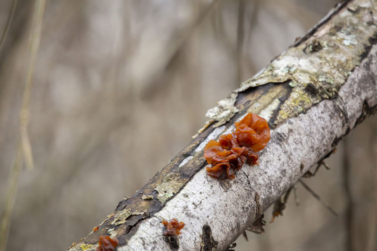 Fungus growing from a tree limb