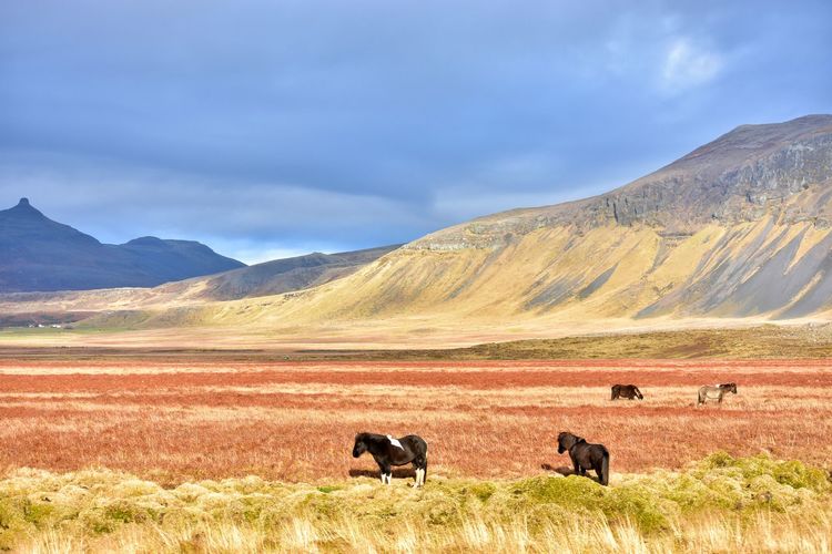 Icelandic horses in autumn fields in iceland