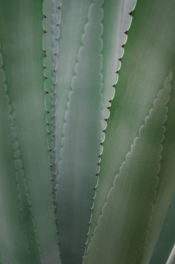 Full frame shot of succulent plant