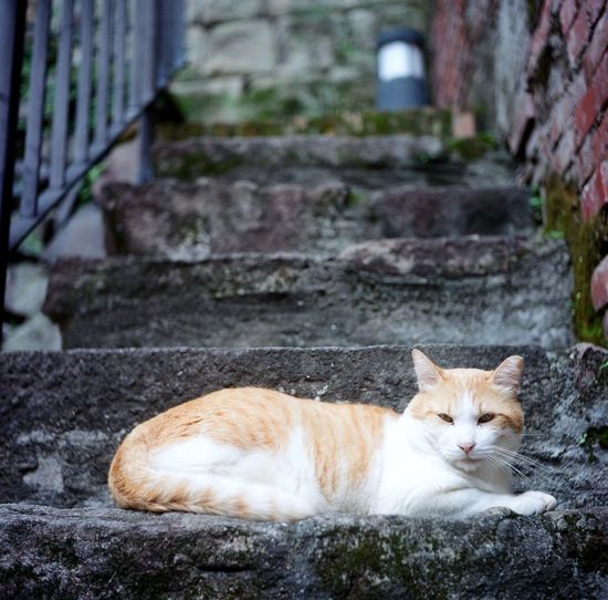 Portrait of cat resting on staircase