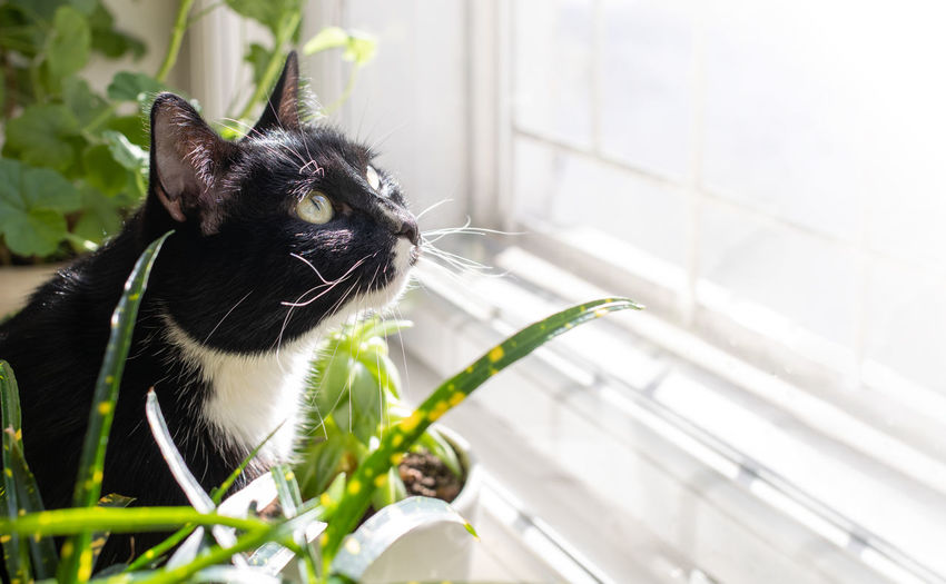 Black and white cat sitting before sunlit window among green home plants and looking up to it.