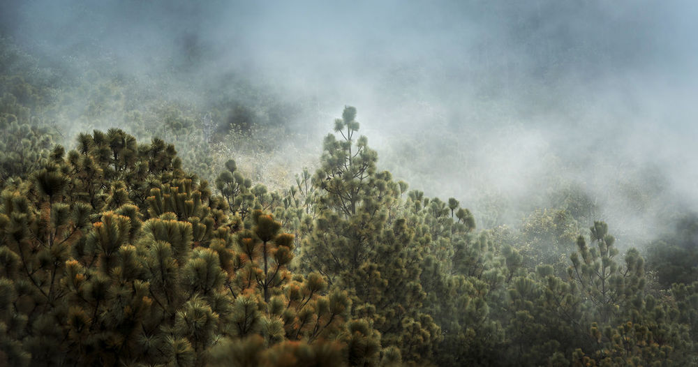 Panoramic view of trees against sky during foggy weather