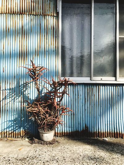 Dried potted plant by window